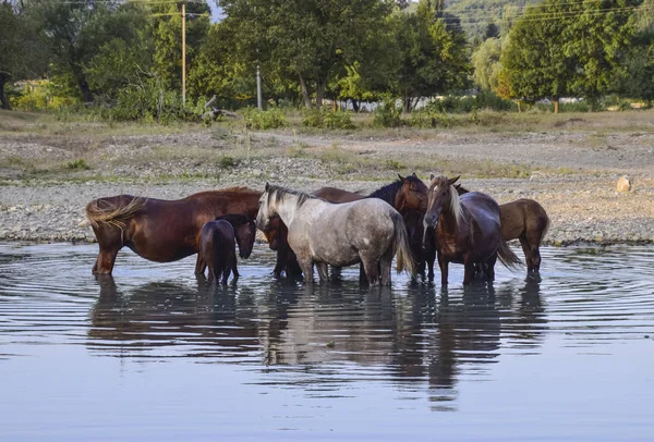 Horses walk in line with a shrinking river. The life of horses