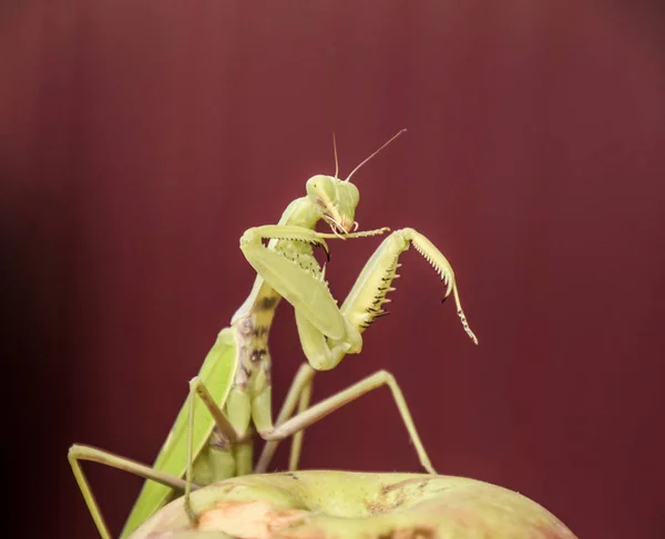Mantis, piros háttéren. Párzás sáska, szöcske. Sáska rovar preda — Stock Fotó
