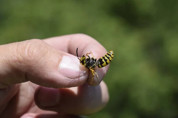 Ortak Yaban Arısı Sıkışmış Parmakları Yakalanan Yaban Arısı — Stok fotoğraf