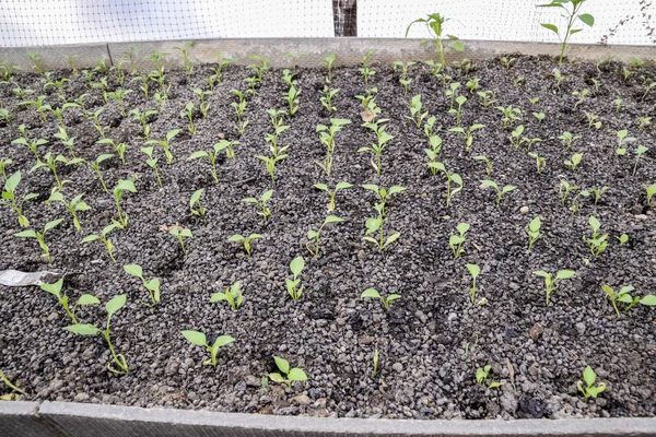 辣椒苗 辣椒在温室栽培 在温室中的幼苗 生长在温室里的蔬菜 — 图库照片