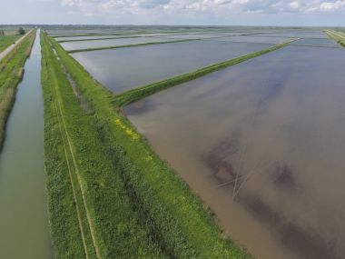 Sular altında pirinç paddies. F pirinç büyüyen agronomik yöntemleri