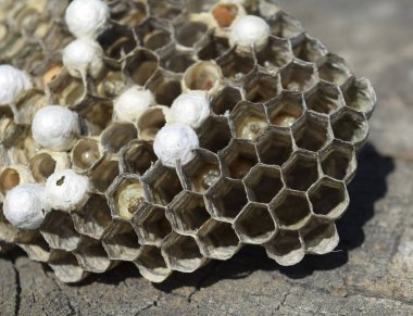 Bir ağaç kütüğü yalan eşekarısı yuvası.