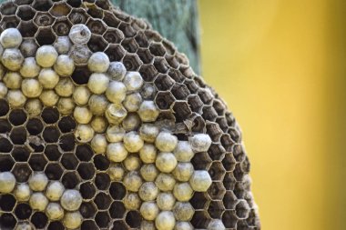 Ahşap bir kartına iliştirilmiş eşekarısı yuvası.