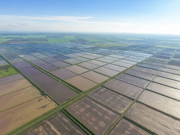 Arrozales inundados. Métodos agronómicos de cultivo de arroz en la — Foto de Stock