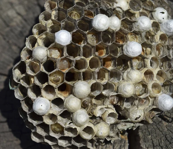 Wasp nest liggen op een boomstronk. — Stockfoto