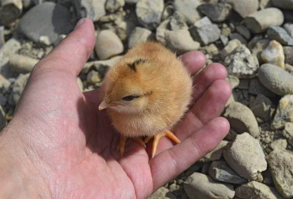 Chicken in a palm — Stock Photo, Image