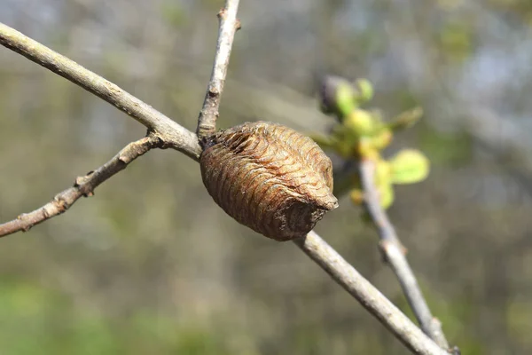 枝にオオカマキリ hierodula transcaucasica — ストック写真