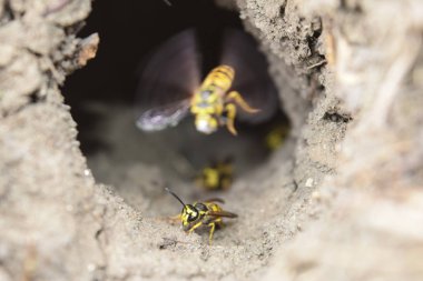 Yuvası vespula vulgaris oturum