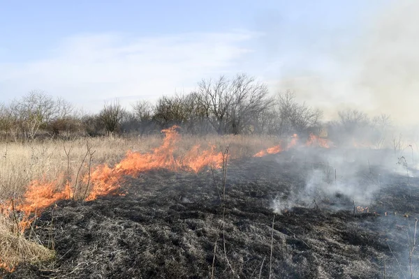 Burning dry grass and reeds. Cleaning the fields and ditches of