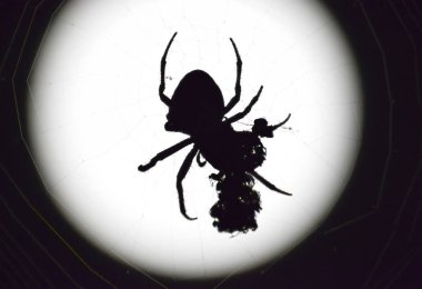 Arka plan ay Araneus örümcek