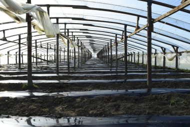 Seralar polimer film yaptı. Bahçe gre erken ilkbaharda