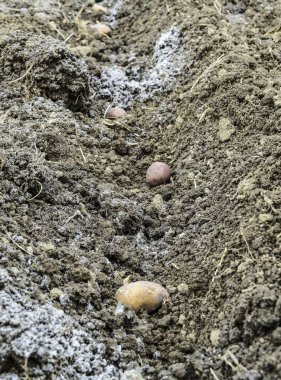 Bahçeye patates ekiyorum.