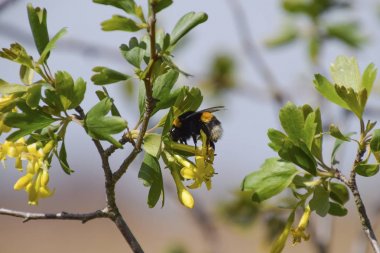 Bumblebee altın frenk üzümü çiçek üzerinde
