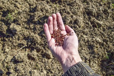Mısır kontrolden Ekim
