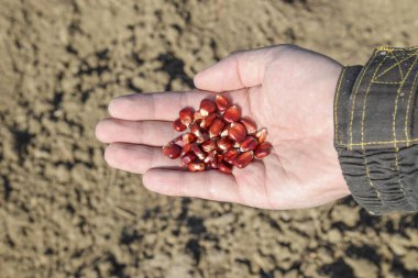 Mısır kontrolden Ekim