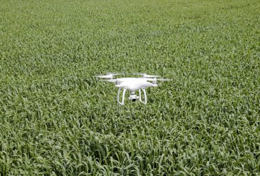 Beyaz quadrocopters buğday bir alan üzerinde uçan