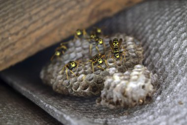 Eşekarısı yuvası üzerine oturan Yaban arıları ile.