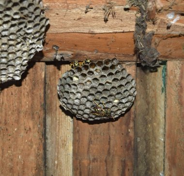 Eşekarısı yuvası üzerine oturan Yaban arıları ile.