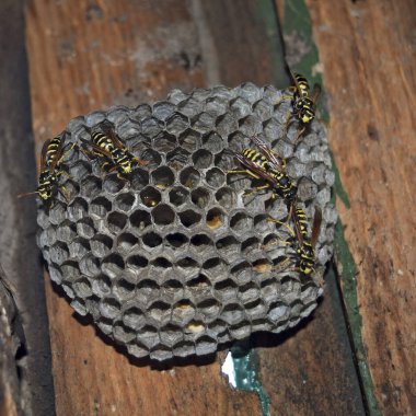 Eşekarısı yuvası üzerine oturan Yaban arıları ile.