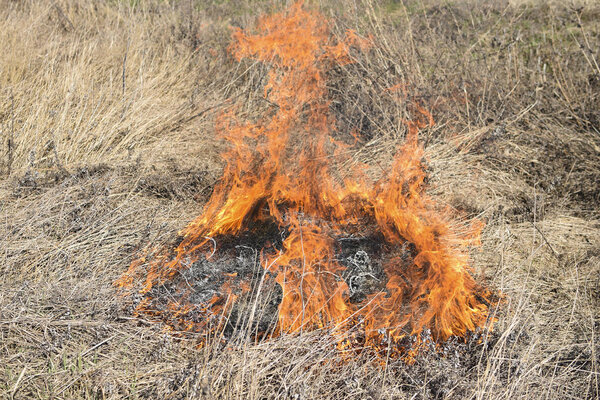 Burning dry grass and reeds
