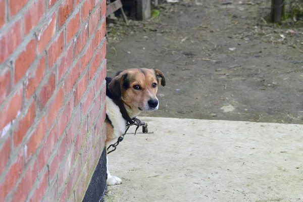 Bir Zincir Melez Köpeği Özel Bir Evde Köpek — Stok fotoğraf