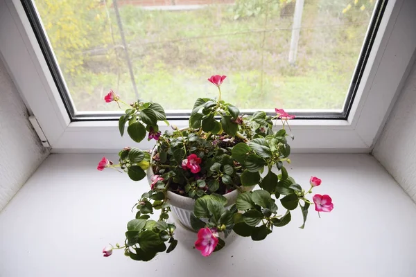 Indoor flower in a pot on the windowsill.