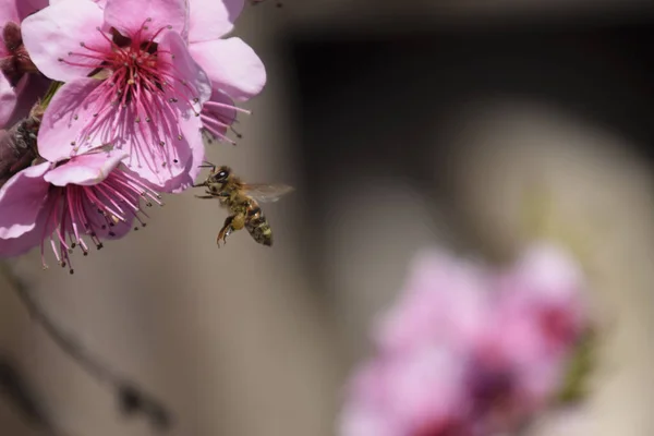 授粉的蜜蜂桃的鲜花. — 图库照片
