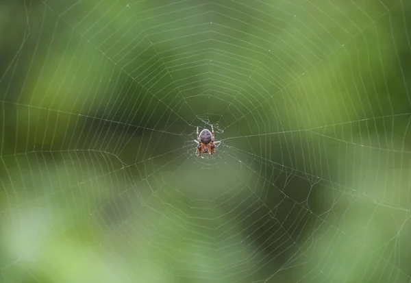 Araneus の彼の web の小さなクモ。Lovcen スパイダー ネットワーク — ストック写真