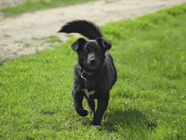 A zöld fűben, fekete kutya — Stock Fotó