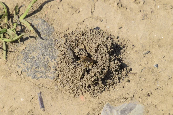 Abelha Andrena na entrada do seu ninho — Fotografia de Stock