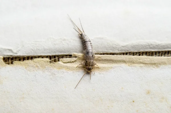 Insect voeding op papier - Zilvervisje — Stockfoto