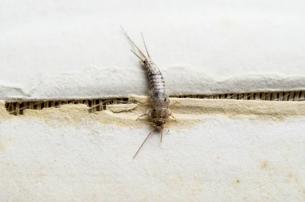 Insect feeding on paper - silverfish — Stock Photo, Image