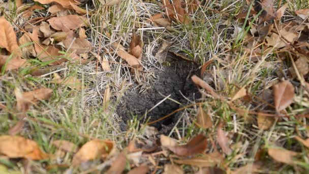 一新。有白杨窝的貂皮地下黄蜂白杨巢的入口在草和叶子之中。黄蜂飞入他们的巢. — 图库视频影像