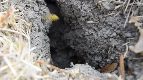 Getingar flyga in i boet. Mink med en aspen boet. Underjordiska getingar. Ingången till aspen boet är nära. — Stockvideo