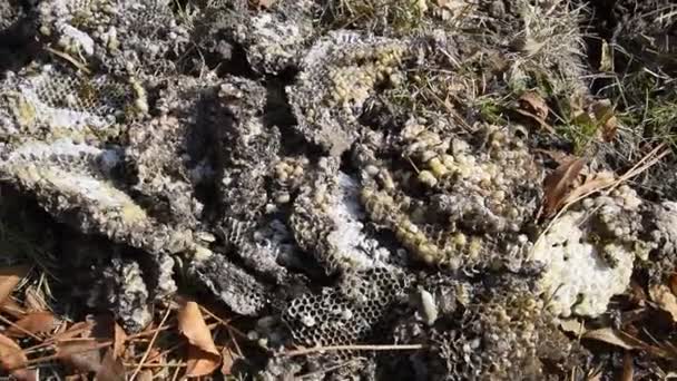 Vespula vulgaris. Destroyed hornet's nest. Drawn on the surface of a honeycomb hornet's nest. Larvae and pupae of wasps. — Stock Video
