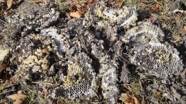 Vanlig geting. Förstörda getingbo. Dras på ytan av en honeycomb getingbo. Larver och puppor av getingar. — Stockvideo