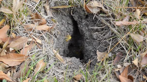 Vespula vulgaris. Wespen, vliegen naar hun nest. Mink met een aspen nest. Ondergrondse wespen — Stockvideo