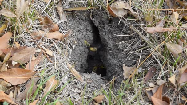 Vespula vulgaris. Yaban arıları kendi yuvaya sinek. Vizon ile kavak bir yuva. Yeraltı Yaban arıları — Stok video