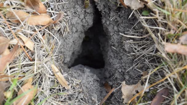 Vespula vulgaris. Las avispas vuelan a su nido. Mink con un nido de álamo. Avispas subterráneas — Vídeos de Stock