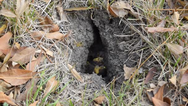 Wespen, vliegen naar hun nest. Mink met een aspen nest. Ondergrondse wespen. Vespula vulgaris — Stockvideo