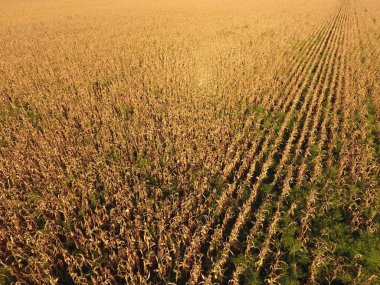 Olgun Mısır alanıyla. Mısır saplarını kuru. Mısır tarlası yukarıdan bakış. Mısır ekimi, olgun koçanı hazır hasat için.