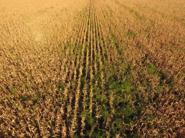 Olgun Mısır alanıyla. Mısır saplarını kuru. Mısır tarlası yukarıdan bakış. Mısır ekimi, olgun koçanı hazır hasat için.