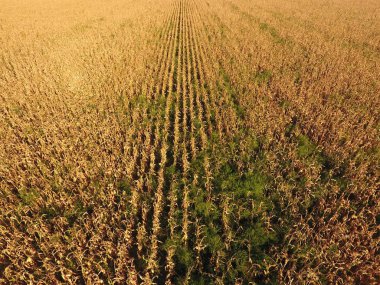 Olgun Mısır alanıyla. Mısır saplarını kuru. Mısır tarlası yukarıdan bakış. Mısır ekimi, olgun koçanı hazır hasat için.