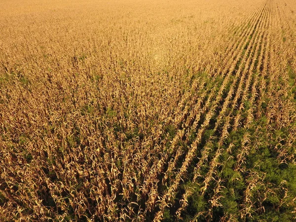 Campo con maíz maduro. Tallos secos de maíz. Vista del maizal desde arriba. Plantación de maíz, mazorcas maduras, listas para cosechar . — Foto de Stock