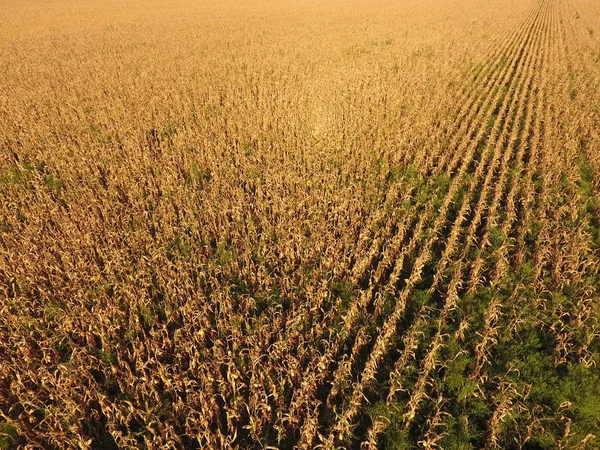 Olgun Mısır alanıyla. Mısır saplarını kuru. Mısır tarlası yukarıdan bakış. Mısır ekimi, olgun koçanı hazır hasat için.