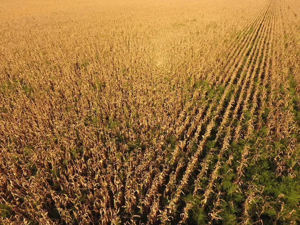 Campo con maíz maduro. Tallos secos de maíz. Vista del maizal desde arriba. Plantación de maíz, mazorcas maduras, listas para cosechar . — Foto de Stock