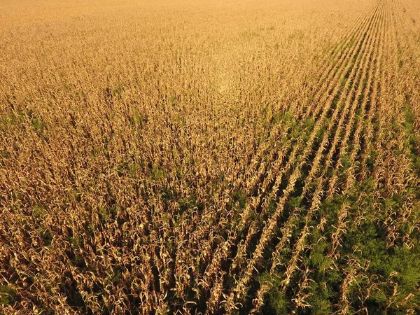 Olgun Mısır alanıyla. Mısır saplarını kuru. Mısır tarlası yukarıdan bakış. Mısır ekimi, olgun koçanı hazır hasat için.