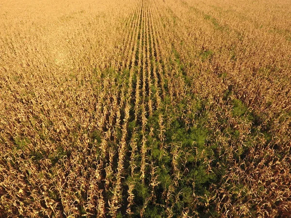 익은 옥수수 필드입니다. 옥수수의 줄기를 건조. 위에서 옥수수 밭의 보기입니다. 옥수수 농장, 성숙한 cobs 수확 준비. — 스톡 사진