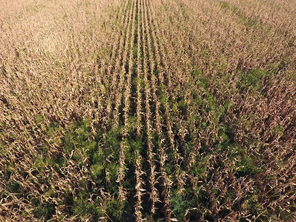 Campo com milho maduro. Talos secos de milho. Vista do campo de milho de cima. Plantação de milho, espigas maduras, pronto para a colheita . — Fotografia de Stock