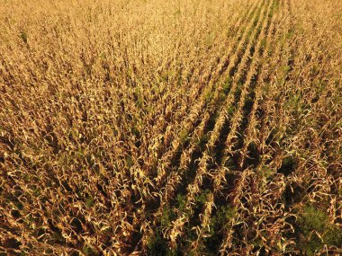 Olgun Mısır alanıyla. Mısır saplarını kuru. Mısır tarlası yukarıdan bakış. Mısır ekimi, olgun koçanı hazır hasat için.